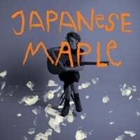 Japanese Maple